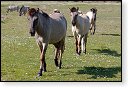 slikken van de heen natuurgebied natuur hdr Konikspaarden Uitkijktoren schotse hooglanders natuurmonumenten wisenten